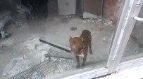 Memleketine Giden Sahibinin Dükkana Kilitlediği Köpek Kurtarıldı