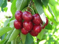 TARIM SİGORTASI - TARSİM Uyardı Açıklaması 'Kiraz İçin Sigortanın Tam Zamanı'