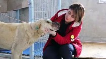 YAVRU KÖPEK - Yaralı Köpekler Tedavi Altına Alındı