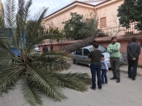 PALMİYE AĞACI - İskenderun'da Fırtına Ağaçları Devirdi, Otomobillere Zarar Verdi
