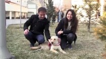 OMURİLİK FELCİ - Kazazede Köpek 'Kuki' Yürüteçle Hayata Tutundu