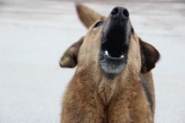 SOKAK KÖPEKLERİ - Soğuk Havalar Sokak Hayvanlarını Saldırganlaştırıyor