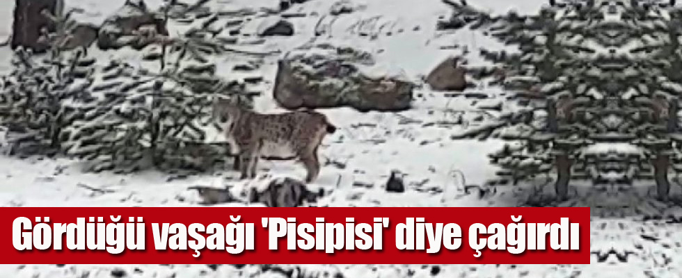 Gördüğü vaşağı 'Pisipisi' diye çağırdı