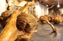 ORHAN FEVZI GÜMRÜKÇÜOĞLU - Ağaçların 'Yeraltı Dünyası' Müze Oldu