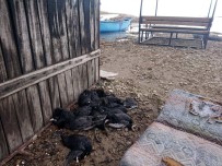 BEYŞEHIR GÖLÜ - Sakar Meke Kuşu Avına 22 Bin 266 Lira Ceza