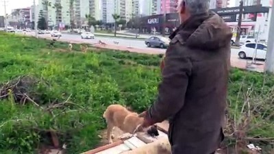 Sırtına Bağladığı Kazanla Sokak Köpeklerine Yemek Taşıyor