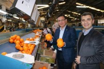 AHMET BAHAR - AK Parti Milletvekili Uslu Açıklaması 'Portakal Bahçelerinin Sigorta Süresi Uzatıldı'