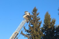 İTFAİYE MERDİVENİ - Ekipler Ağaçta Mahsur Kalan Kedi İçin Seferber Oldu