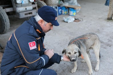 Kaybolan Alzheimer Hastası Yaşlı Adamı Bulabilmek İçin Köpeğine GPS Cihazı Takıldı