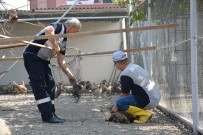 KULUÇKA MAKİNESİ - Kene İle Mücadele İçin 5 Bin Kanatlı Doğaya Salındı