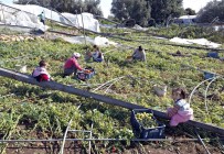 HASAR TESPİT - Mersinli Çiftçiler Hortum Afetini Sosyal Medyadan Paylaştı