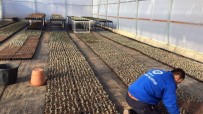 TRÜF MANTARI - Büyükşehir 30 Dönüm Arazide 100 Bin Fide Üretti