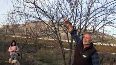 Erik Ağacı Çiçek Açtı