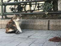 ÖLÜM RİSKİ - Eskişehirliler Sokak Hayvanlarını Unutmuyor