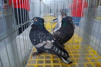 LEVENT KıLıÇ - Kafes Güzelleri Manisa'da Podyuma Çıktı