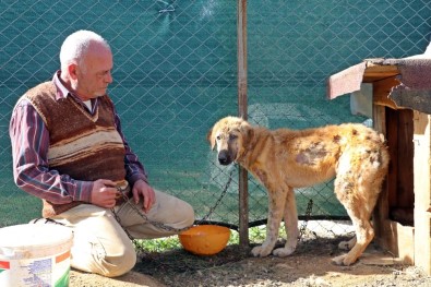 Köpek Oteli Açtı, Yaralı Ve Hasta Sokak Hayvanlarından Müşterilere Yer Kalmadı