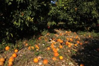 KUTLAY - (Özel) Aşırı Yağış Ve Fırtına Narenciyeyi Dibine Döktü, Üretici Perişan Oldu