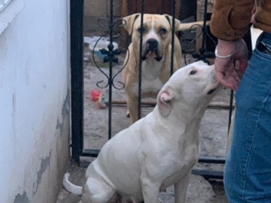 Pitbull Okula Giden Öğrenciye Saldırdı