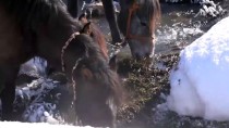 DONMA TEHLİKESİ - Atları 'Kurda Kuşa Yem Olmaktan' Kurtarıyorlar