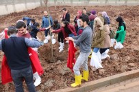 EKONOMIST - Cizre Kızılay Şubesi Şenlendirme Projelerine Devam Ediyor