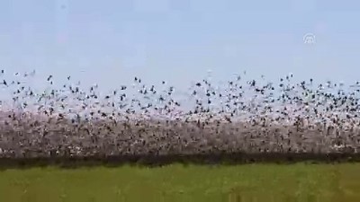 Sığırcık kuşlarından Mardin’de görsel şölen
