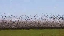 SIĞIRCIK - Sığırcık kuşlarından Mardin’de görsel şölen