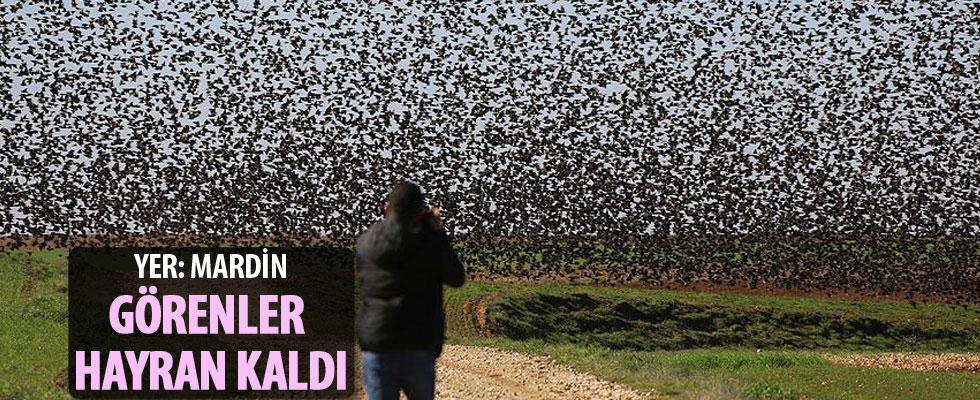 Sığırcık kuşlarından Mardin’de görsel şölen