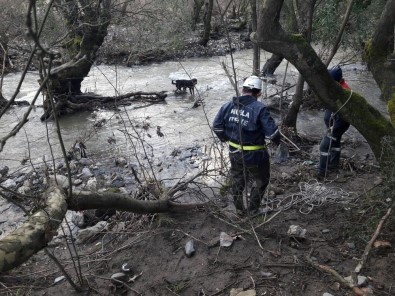 Çayda Mahsur Kalan Köpekleri İtfaiye Kurtarıldı