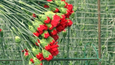 Kesme Çiçek İhracatında '14 Şubat' Etkisi