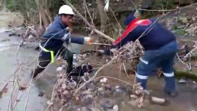 Muğla'da Derede Mahsur Kalan Köpekler Kurtarıldı