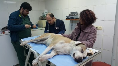 (Özel) Fatih'te Tacize Uğrayan Sokak Köpeği Koruma Altına Alındı