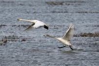 ORMAN VE SU İŞLERİ BAKANLIĞI - Gala'da Flamingoların Dansı