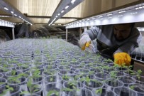 SEBZE FİYATLARI - Sebze Fiyatlarına Kızdı Evinin Salonunu Bahçeye Çevirdi