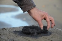 MEHMET YAŞAR - Ünye kumsallarının doğal sağlık cevheri: 'Manyetik siyah kum'