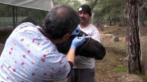 GAZI BULVARı - Kamyonetin Çarptığı İki At Tedavi Altına Alındı