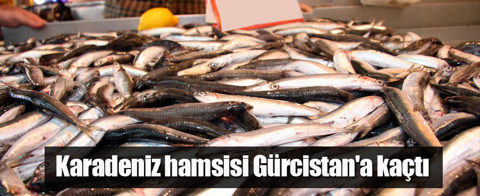 Karadeniz hamsisi Gürcistan'a kaçtı