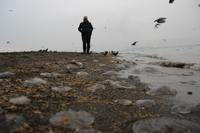 Kocaeli Büyüşehir Belediysi Açıklaması 'Denizanalarının Çoğalma Nedeni Kirlilik Değil, Doğa Olayı'