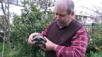 İZMIR DEVLET SENFONI ORKESTRASı - Çöpte Buldukları Kaplumbağa Ailenin Parçası Oldu