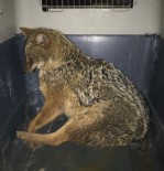 ÇAKAL - Otomobilin Çarptığı Çakal İstanbul'a Gönderildi