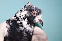 (Özel) Kümeste 100 Bin TL