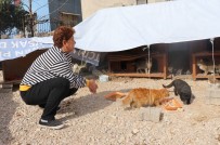 AYŞE KAYA - Sigarayı Bıraktı, 170 Kedinin Karnı Doydu