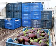 SEMT PAZARLARı - Patlıcanın Fiyatı 1 Haftada Yarı Yarıya Düştü