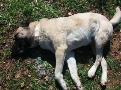 Manisa'da Sahipli 5 Köpek Zehirlendi