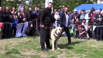 Tescilli Yerli Köpek Irkı Sayısının 8'E Çıkartılması Hedefleniyor