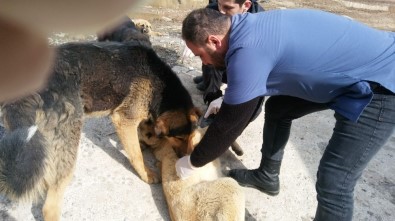 Hakkari'deki Sokak Hayvanları Sağlık Taramasından Geçirildi