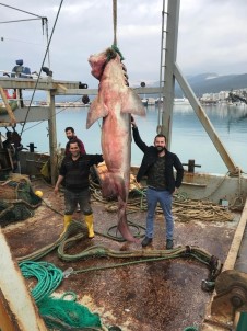 Antalyalı Balıkçıların Ağına Dev Köpekbalığı Takıldı