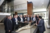 GAZI ÜNIVERSITESI - Dünyada Tek Örneği Bulunan 7,4 Milyon Yıllık Fosiller Sergide Ziyarete Açıldı