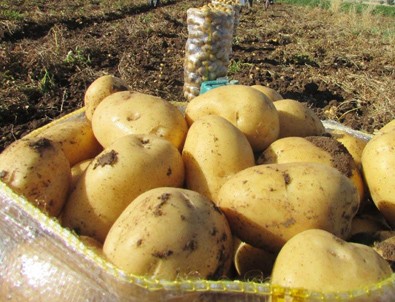 Patatese vergi ayarı