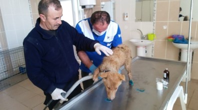 Su Kanalına Düşen Yavru Köpek Kurtarıldı