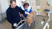 YAVRU KÖPEK - Su Kanalına Düşen Yavru Köpek Kurtarıldı